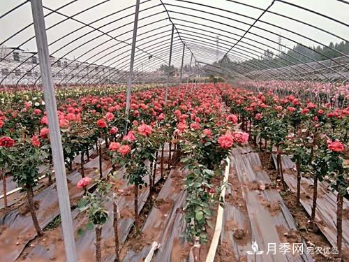河南南阳内乡县月季花卉产业带富群众(图1)
