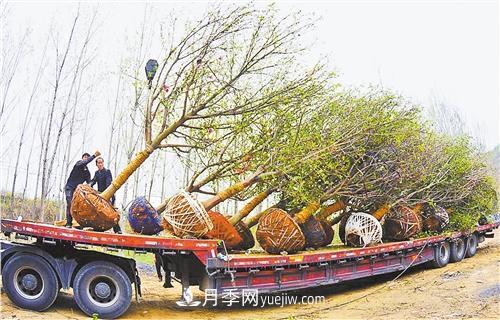 河南省南召县发展苗木产业集群——玉兰苗木产业成增收支柱(图1)