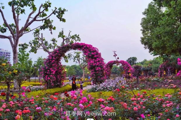 上海前滩休闲公园，月季花海盛景等你赏(图2)