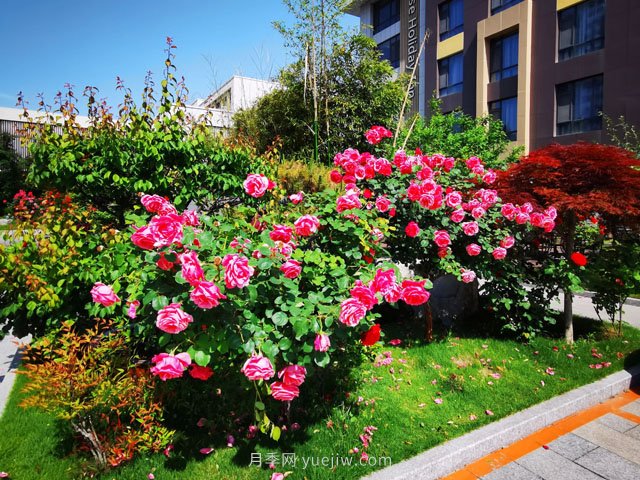 “玫瑰度假酒店”院里的玫瑰花有风味(图3)