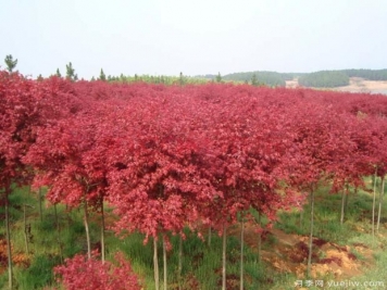 美国红枫的扦插条件及环境要求