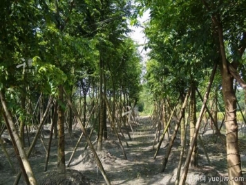 朴树种植和养护的四大注意事项