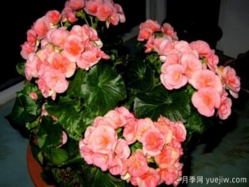 海棠花Zui具特色的6个品种