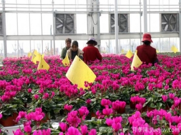 扬州高邮：每天发货30万株，花工厂绽放乡村振兴致富花