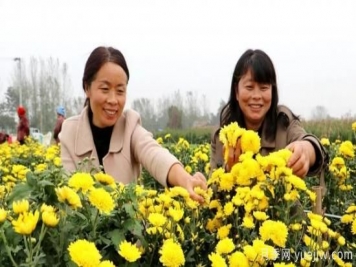 农民种植菊花，既能欣赏也能致富发家