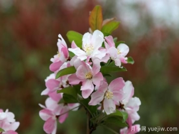 园林绿化树种海棠的品种和介绍