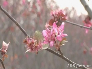 菏泽成武：千亩海棠反季节开花，逆袭深秋成一景