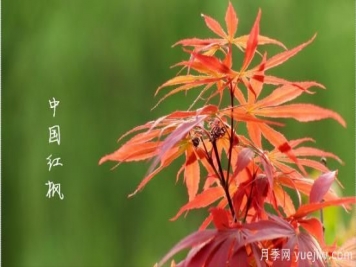 红枫，4个红枫品种是秋日植物里亮丽的风景线