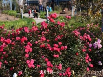 上海植物园内部分月季释放冬季魅力，观赏区还在不断优化中