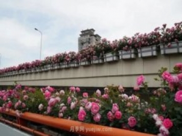 上海城市高架变“花路”，这些月季进入盛花期啦!