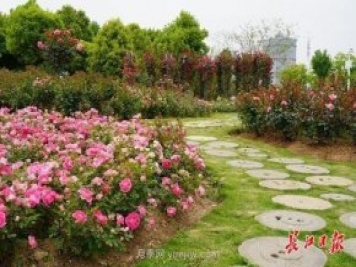 武汉满街月季开放，近百座公园进入盛花期