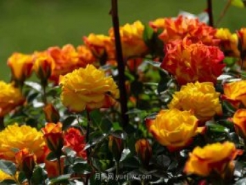 安阳市滑县森林公园月季花开放，赏花打卡正当时