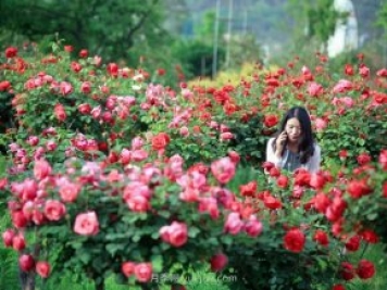 花卉旅游，“花为媒”带动“美丽经济”升级
