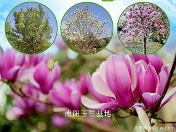 南阳玉兰基地：紫玉兰的园林用途和功效作用
