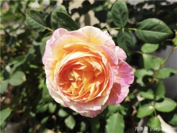 100种玫瑰花的名字，来了解下不同颜色的品种月季