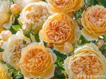 大花香水月季的养护方法，分享10种花香飘满屋