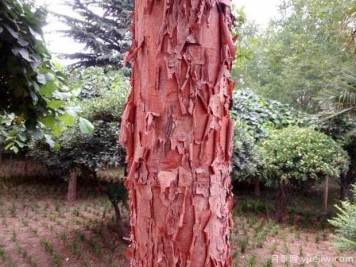 血皮槭的图片特点和种植养护