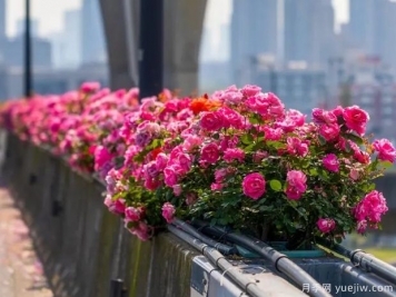 杭州高架月季盛开，200万株月季花装扮空中花廊