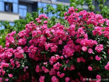 武汉新增多条绝美月季花道，江城处处花海景观