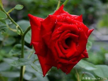 2023年情人节十大玫瑰品种销量榜，卡罗拉位居首位
