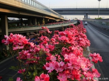 30万株新品种，杭州高架月季会带来什么样的惊喜？