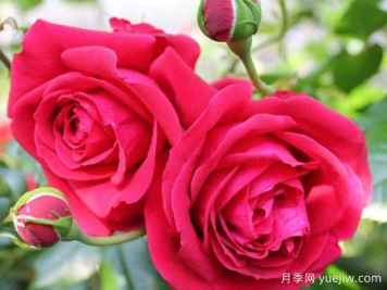 大家都知道玫瑰花可以食用，那么月季花可不可以食用呢？