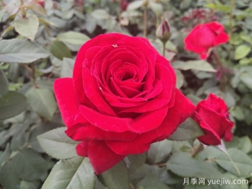 原产中国的玫瑰花(月季花)，是如何成为美国国花的？