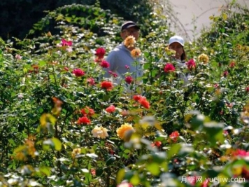 南宁花卉公园3万株月季入盛花期，市民闻香而来