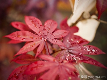 日本红枫、美国红枫、中国红枫到底有何不同？