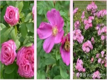 轻松区分月季、玫瑰和蔷薇ROSE三姐妹，不再迷茫于爱情花海