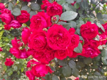 6款红色系的藤本月季品种，适合打造网红花墙