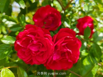 月季红木香爆花机器，花艳丽花量大花期长