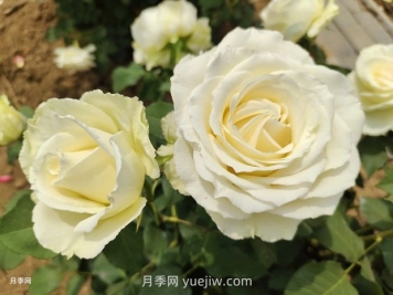 十一朵白玫瑰的花语和寓意