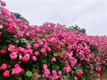 上海放鹤谷无门票，30万朵200多种月季开成了花海