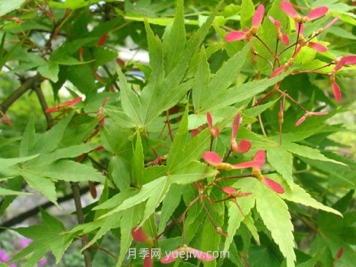 鸡爪槭和红枫的区别，四大不同之处