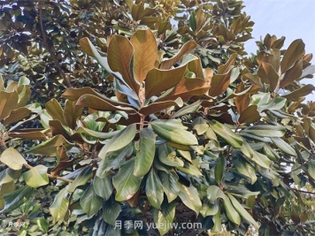 广玉兰是常绿树还是落叶树？