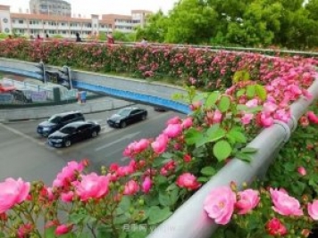 四月盛放的月季时间，湖北宜昌给你的专属浪漫花园
