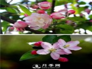 海棠花，与牡丹、兰花、梅花并称为“中国春花四绝”