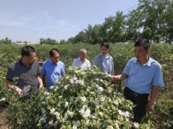 唐河唐栀子，地标农产品成农民增收致富的朝阳产业