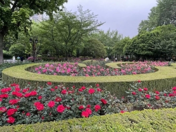 上海复兴公园月季园，月季花开献给市民的视觉盛宴