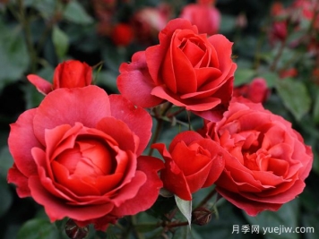 21朵玫瑰：不只是浪漫，还藏着这些深意