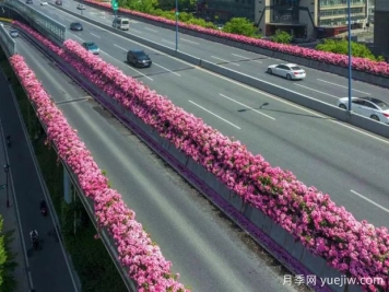 杭州高架月季初开，2024年又到走花路时间