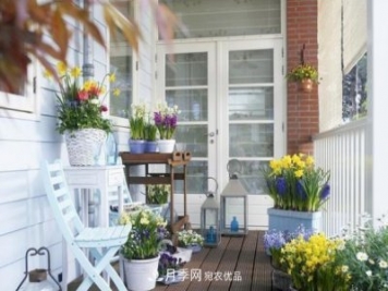 上海发布《窗阳台绿化推荐植物名录》，月季花在列，好不好养来看看
