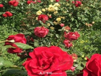 山西运城农民柳庚申建当地精品月季园，种植300多个月季花品种