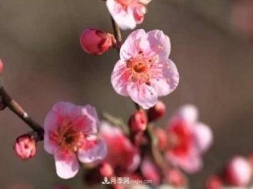淮北市的市花是什么？月季花的花语寓意