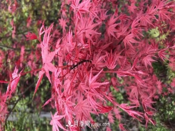 鸡爪槭和红枫的区别，叶片、枝干、花果期