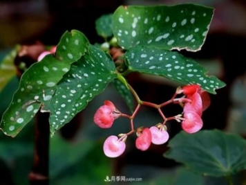 网红花卉之鳟鱼秋海棠，叶奇花美，如何进行日常养护