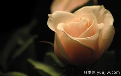 怎么看张爱玲的《红玫瑰与白玫瑰》？(图1)